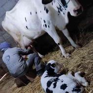گاو شیری اصیل با گوساله نر