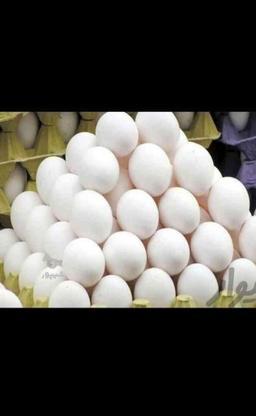 پخش تخم مرغ در گروه خرید و فروش خدمات و کسب و کار در اردبیل در شیپور-عکس1