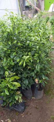 نهال و صیفیجات نشا گیاهان دارویی در گروه خرید و فروش صنعتی، اداری و تجاری در مازندران در شیپور-عکس1