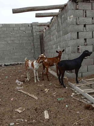 حیوانات مزرعه در گروه خرید و فروش ورزش فرهنگ فراغت در هرمزگان در شیپور-عکس1