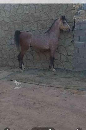 اسب دره شور 3 ساله در گروه خرید و فروش ورزش فرهنگ فراغت در اصفهان در شیپور-عکس1