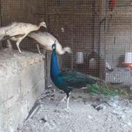 تخم نطفه دار طاووس هندی