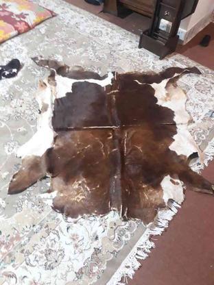 پوست گوساله خشک شده در گروه خرید و فروش لوازم خانگی در گلستان در شیپور-عکس1