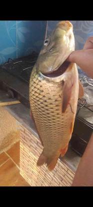 ماهی زنده اسلف همون تلاجی در گروه خرید و فروش خدمات و کسب و کار در مازندران در شیپور-عکس1