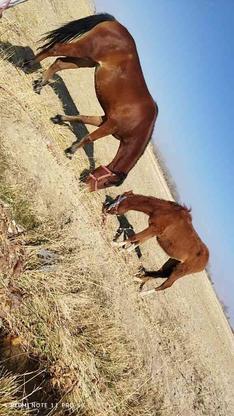 سه اسب دومایان ویک نریمان فروشی در گروه خرید و فروش ورزش فرهنگ فراغت در اصفهان در شیپور-عکس1