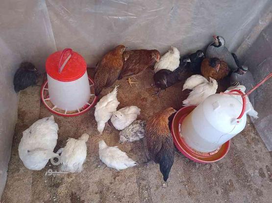 جوجه مرغ محلی 2 ماهه و 3ماهه و 5ماهه سفید در گروه خرید و فروش ورزش فرهنگ فراغت در آذربایجان شرقی در شیپور-عکس1