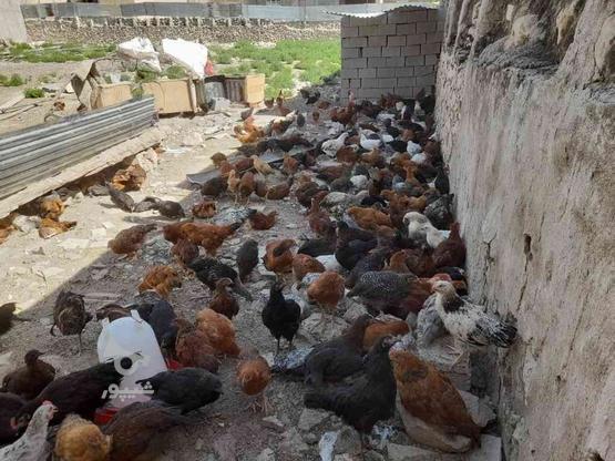 نیمچه مرغ وجوجه خروس محلی ارگانیک برای کشتار ونگهداری در گروه خرید و فروش ورزش فرهنگ فراغت در فارس در شیپور-عکس1