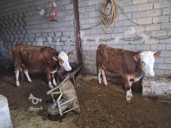 گاو و گوساله در گروه خرید و فروش ورزش فرهنگ فراغت در آذربایجان غربی در شیپور-عکس1