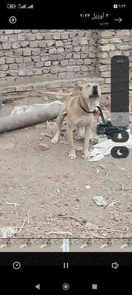 سگ پیتبول نر واگذاری در گروه خرید و فروش ورزش فرهنگ فراغت در کرمان در شیپور-عکس1