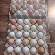 تخم مرغ نطفه دار مرغ نژاد گلپایگان ب تعداد چندصد عدد تازه