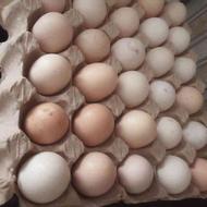 تخم مرغ محلی تازه قیمت شیش هزار