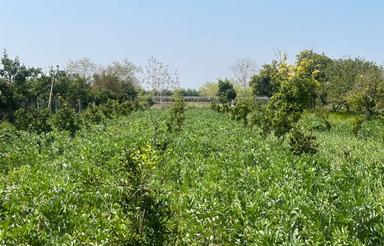 فروش زمین کشاورزی 1000 متر در سید محله