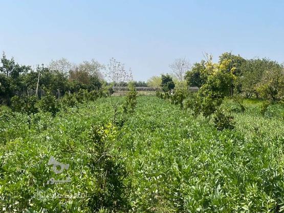 فروش زمین کشاورزی 1000 متر در سید محله در گروه خرید و فروش املاک در مازندران در شیپور-عکس1