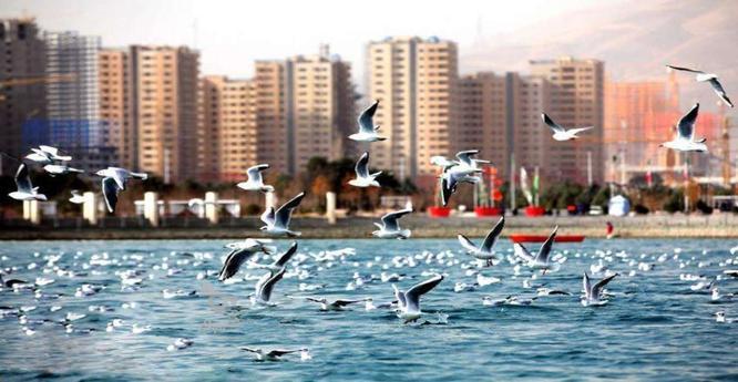 100 هزار متر زمین مسکونی دریاچه چیتگر در گروه خرید و فروش املاک در تهران در شیپور-عکس1
