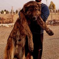 سگ افغان برای گله و نگهبان واگذاری