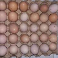 تخم مرغ محلی نطفه دار تعداد بالا