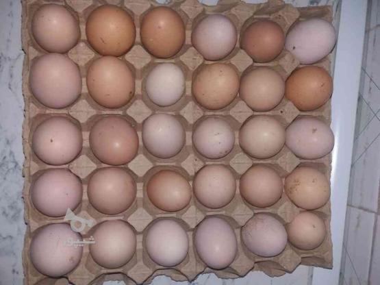 تخم مرغ محلی نطفه دار تعداد بالا در گروه خرید و فروش ورزش فرهنگ فراغت در مازندران در شیپور-عکس1