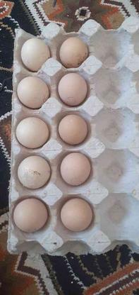 تخم نطفه دار سبرایت و کوشین در گروه خرید و فروش ورزش فرهنگ فراغت در قزوین در شیپور-عکس1