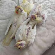 طوطی عروس 25 روزه نژاد دار تغذیه از پدر و مادر