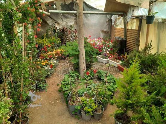فروش گل و گیاه به قیمت عمده در گروه خرید و فروش خدمات و کسب و کار در تهران در شیپور-عکس1