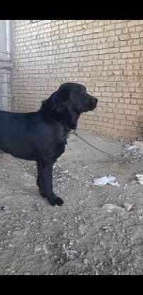 سگ قدرجونی گمشده در گروه خرید و فروش خدمات و کسب و کار در اصفهان در شیپور-عکس1