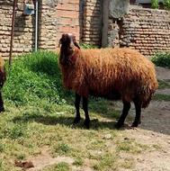 سه راس گوسفند افشار اصل