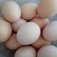تخم مرغ محلی تازه(سنگر.سیاهکل)