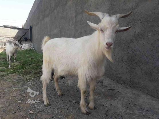 فروش گوسفند در گروه خرید و فروش ورزش فرهنگ فراغت در خراسان رضوی در شیپور-عکس1