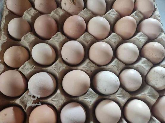 تخم مرغ محلی در گروه خرید و فروش خدمات و کسب و کار در خراسان رضوی در شیپور-عکس1