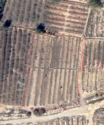 فروش زمین مزروعی در گروه خرید و فروش املاک در کرمان در شیپور-عکس1
