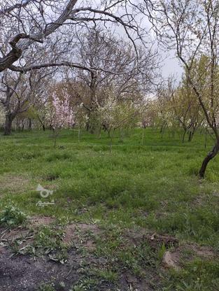 فروش باغ در ورجوی در گروه خرید و فروش املاک در آذربایجان شرقی در شیپور-عکس1