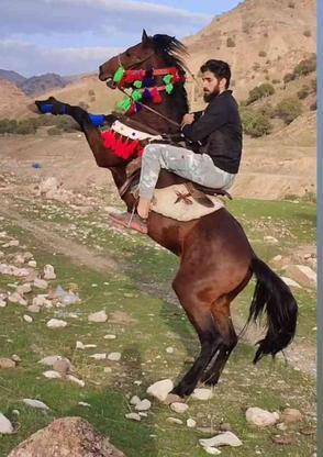 دوعدد اسب سرو دم گیر در گروه خرید و فروش ورزش فرهنگ فراغت در اصفهان در شیپور-عکس1