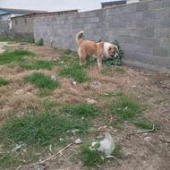 واگذاری سگ ترکمن اصیل