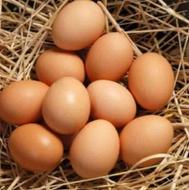 فروش تخم مرغ بومی