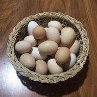 فروش تخم مرغ تازه