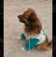 سگ نر شیتزو کراس(ژاپنی) واگذاری