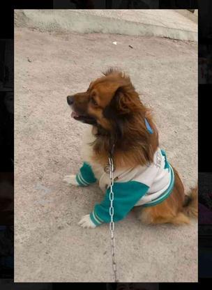 سگ نر شیتزو کراس(ژاپنی) واگذاری در گروه خرید و فروش ورزش فرهنگ فراغت در تهران در شیپور-عکس1