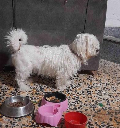 سگ نژاد شیتزو ترییر واکسن زده 4ساله تمیز در گروه خرید و فروش ورزش فرهنگ فراغت در مازندران در شیپور-عکس1