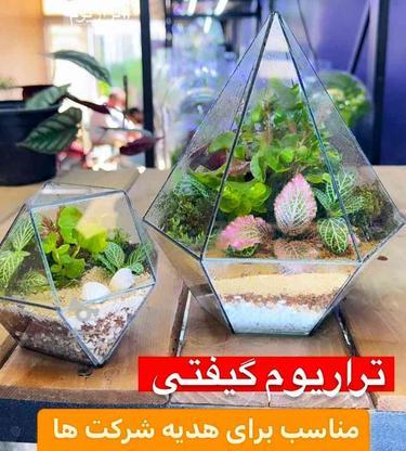 پخش عمده تراریوم گیفت هدیه در گروه خرید و فروش خدمات و کسب و کار در تهران در شیپور-عکس1
