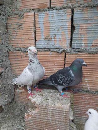 2جفت کبوتر آلمانی سار در گروه خرید و فروش ورزش فرهنگ فراغت در گلستان در شیپور-عکس1