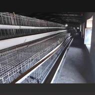 تعمیرات ونصب قفس مرغ تخمگذار