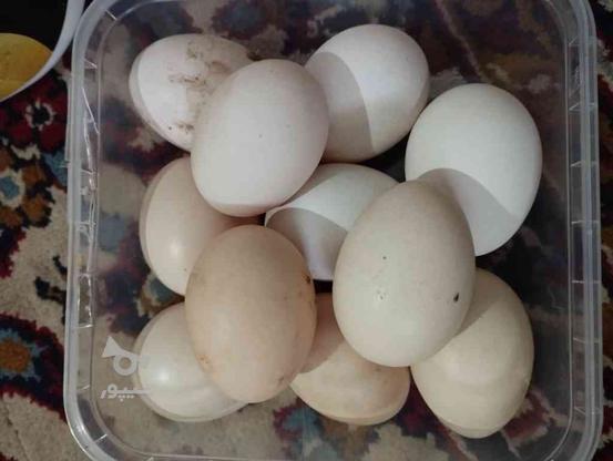 تخم‌مرغ محلی نطفه دار در گروه خرید و فروش ورزش فرهنگ فراغت در سیستان و بلوچستان در شیپور-عکس1