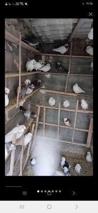   50جفت 100 عدد کبوتر دهنجور در گروه خرید و فروش ورزش فرهنگ فراغت در مازندران در شیپور-عکس1
