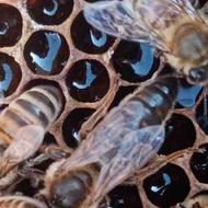 فروش کلنی زنبور عسل کارنیکا