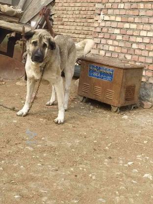 جویای سگ گمشده در گروه خرید و فروش خدمات و کسب و کار در آذربایجان غربی در شیپور-عکس1