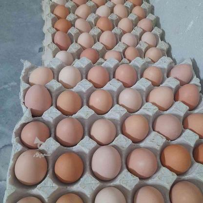 تخم مرغ محلی در گروه خرید و فروش خدمات و کسب و کار در سمنان در شیپور-عکس1