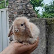 خرگوش لوپ هلندی اصیل