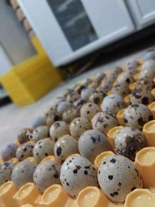 فروش تخم خوراکی بلدرچین وفائی در گروه خرید و فروش خدمات و کسب و کار در مازندران در شیپور-عکس1