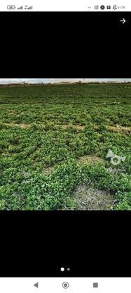 فروش. زمین. کشاورزی خاک سیاه در گروه خرید و فروش املاک در آذربایجان غربی در شیپور-عکس1