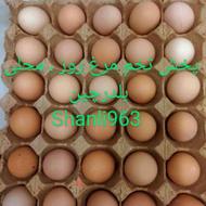 تخم مرغ روز ، بلدرچین ، محلی